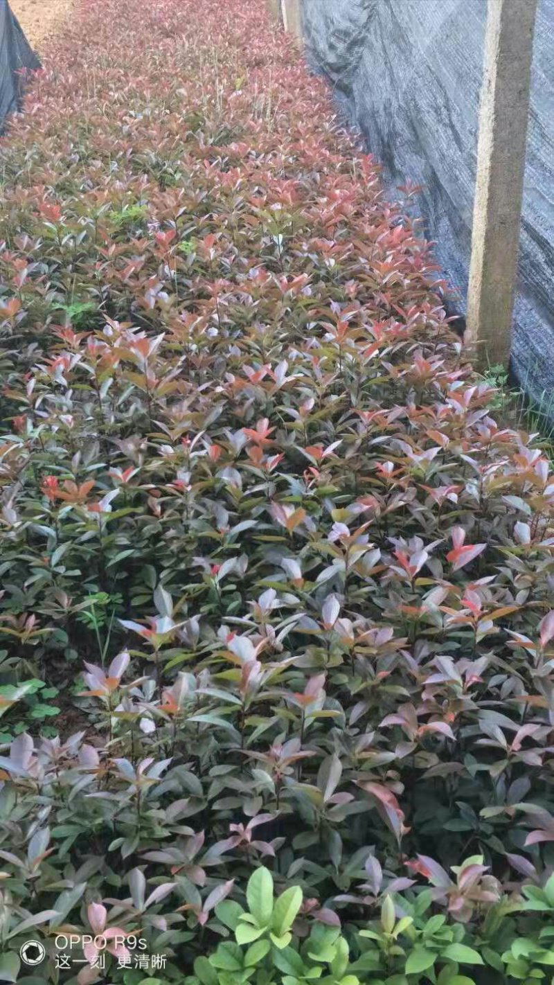 红叶石楠苗，红桎木苗