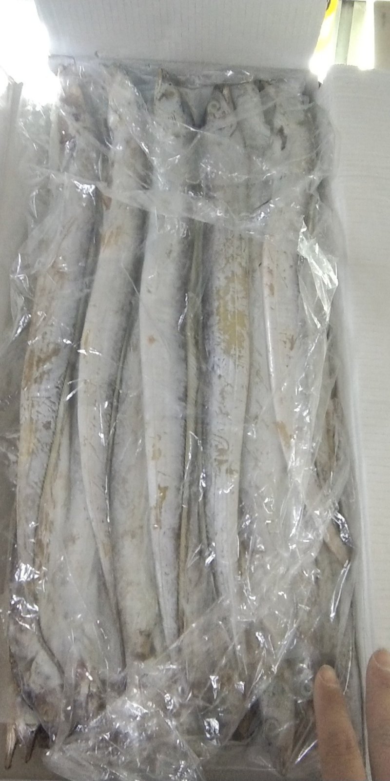 带鱼