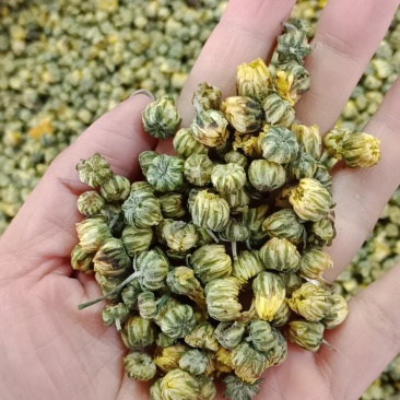 胎菊王各种规格批发胎菊米桐乡胎菊新货零售各种规格