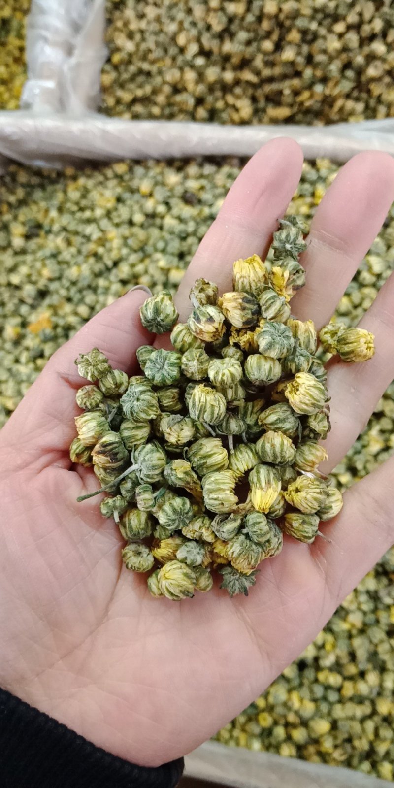 胎菊王各种规格批发胎菊米桐乡胎菊新货零售各种规格