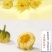 胎菊王各种规格批发胎菊米桐乡胎菊新货零售各种规格