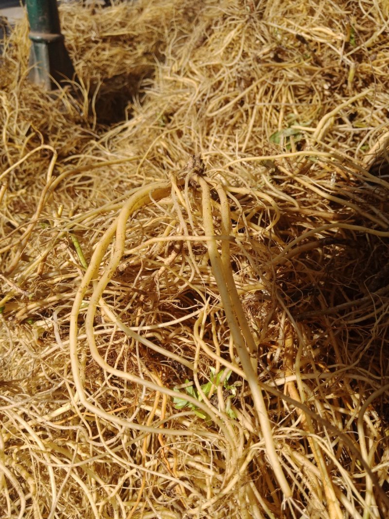 龙胆草云南滇龙胆龙胆草选货统货都有，可实地看货