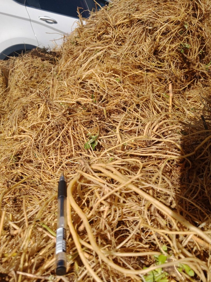 龙胆草云南滇龙胆龙胆草选货统货都有，可实地看货