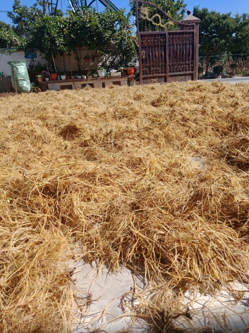 龙胆草云南滇龙胆龙胆草选货统货都有，可实地看货