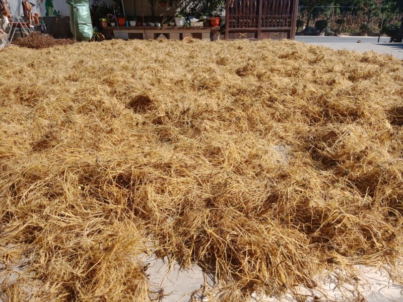龙胆草云南滇龙胆龙胆草选货统货都有，可实地看货