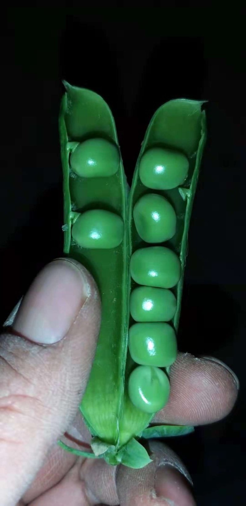 长寿仁豌豆
