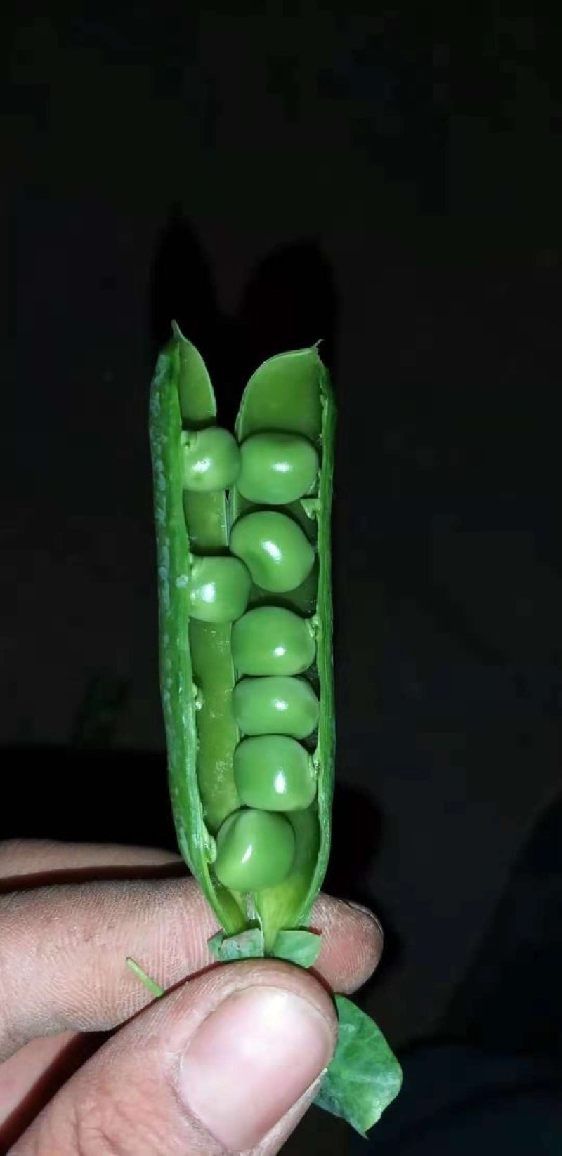 长寿仁豌豆