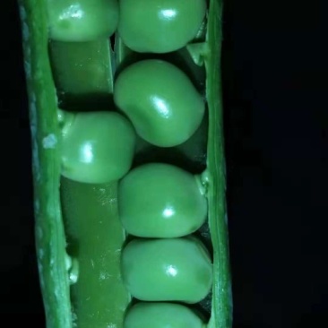 长寿仁豌豆