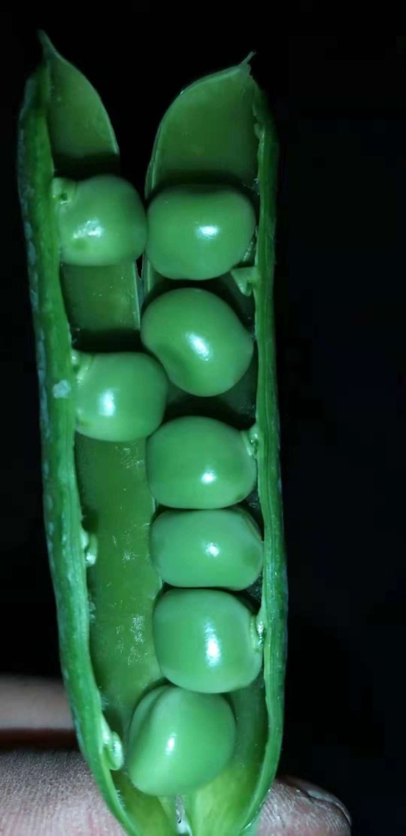 长寿仁豌豆