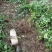 连翘苗基地直销供连翘苗40-80现挖现卖工程用苗