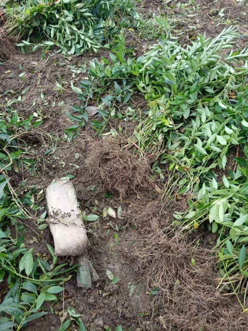 连翘苗基地直销供连翘苗40-80现挖现卖工程用苗