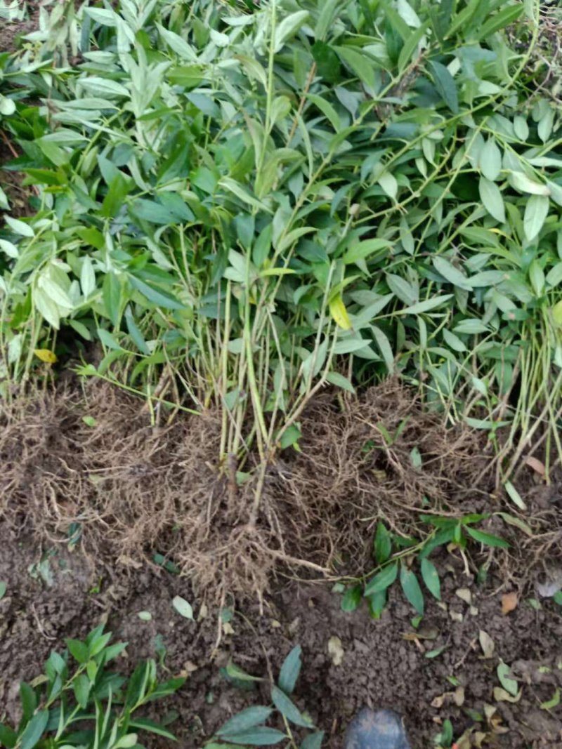 连翘苗基地直销供连翘苗40-80现挖现卖工程用苗