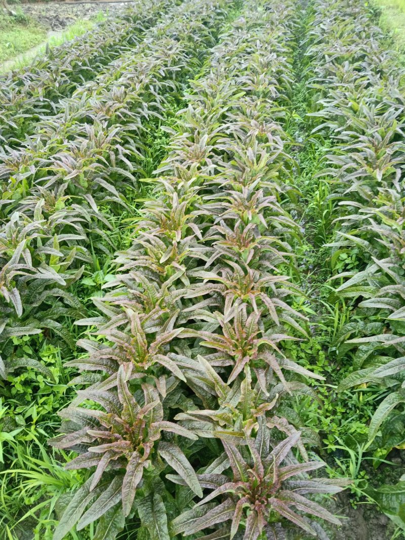 永安紫叶香莴苣
