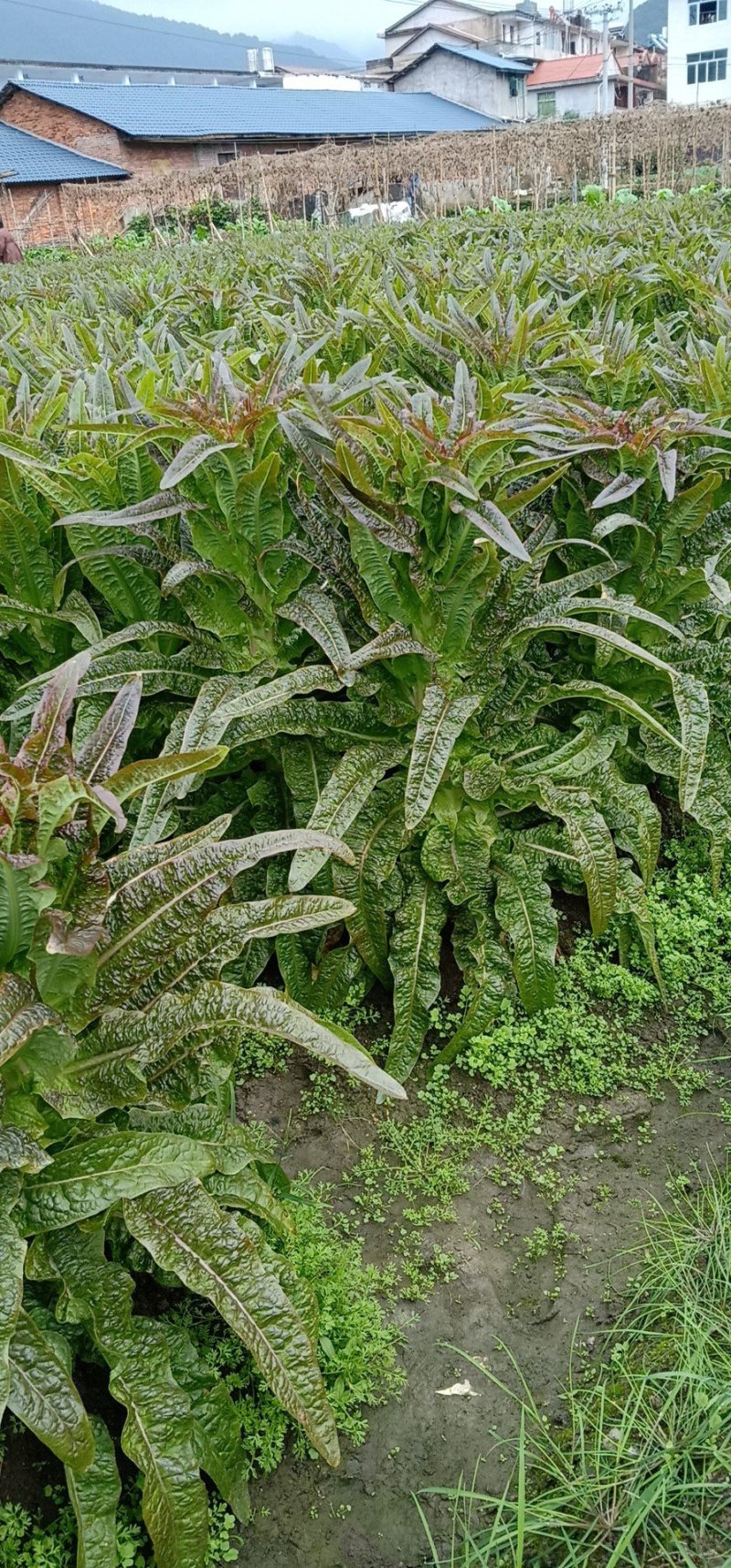 永安紫叶香莴苣