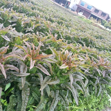 永安紫叶香莴苣