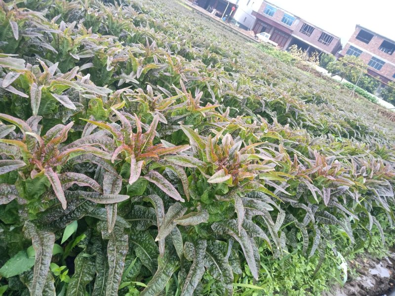 永安紫叶香莴苣