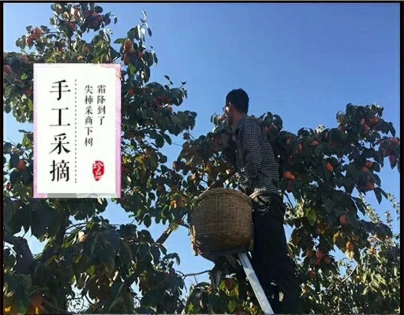 柿饼