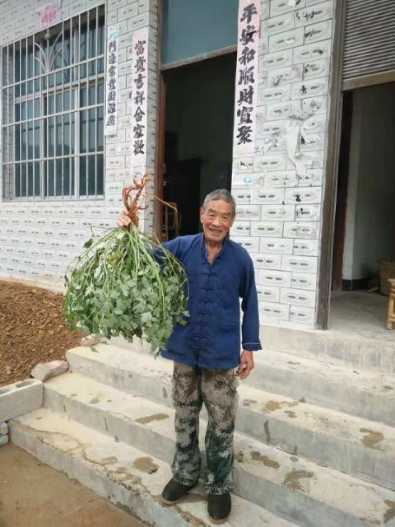 中药材岩黄莲