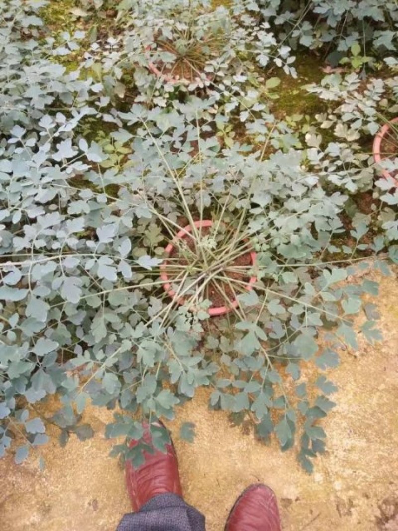 中药材岩黄莲