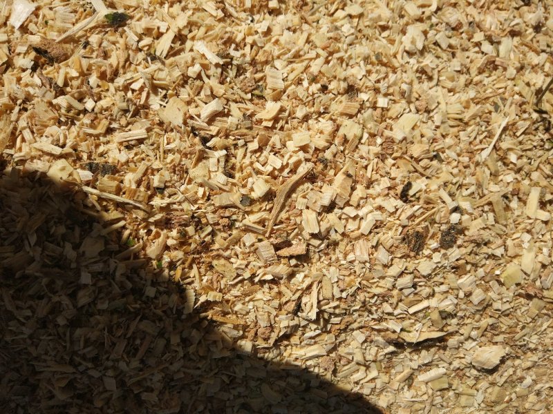 食用菌基地指导意见
