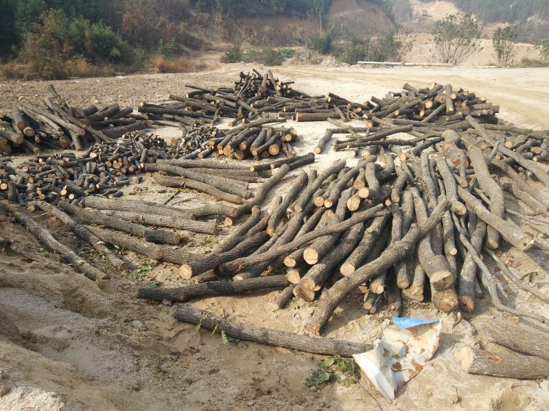 食用菌基地指导意见
