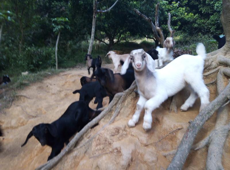 广州市增城山羊养殖经营自繁自养东山羊种羊肉羊努比亚山羊