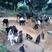广州市增城山羊养殖经营自繁自养东山羊种羊肉羊努比亚山羊