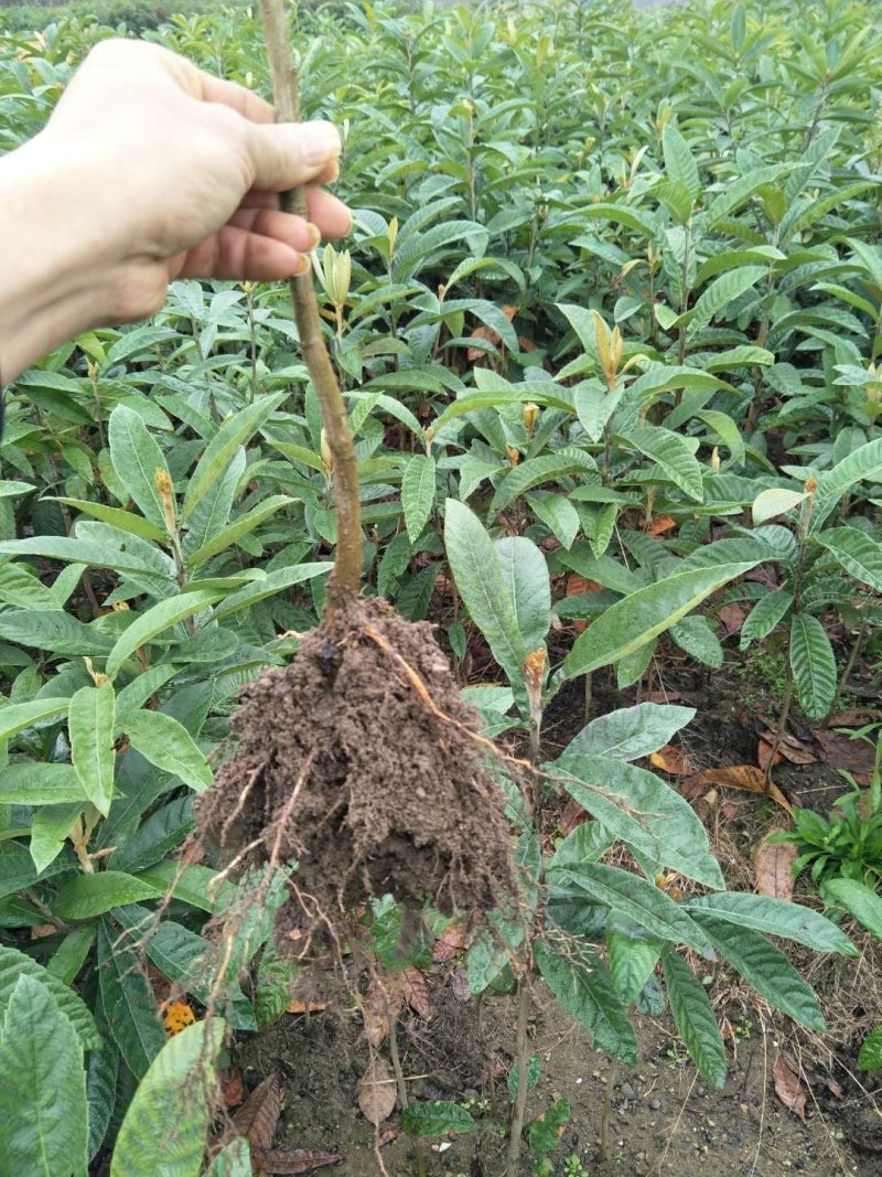 供应枇杷实生苗占地拆迁赔青种枇杷苗，一年生二年生枇杷苗