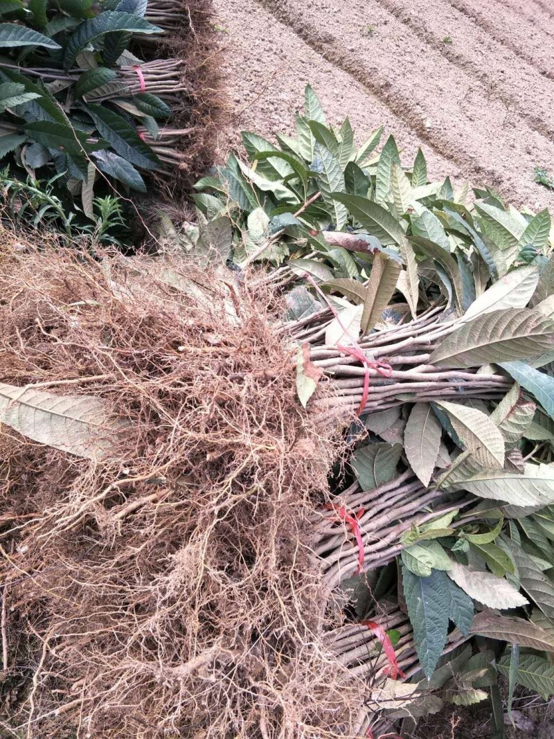供应枇杷实生苗占地拆迁赔青种枇杷苗，一年生二年生枇杷苗