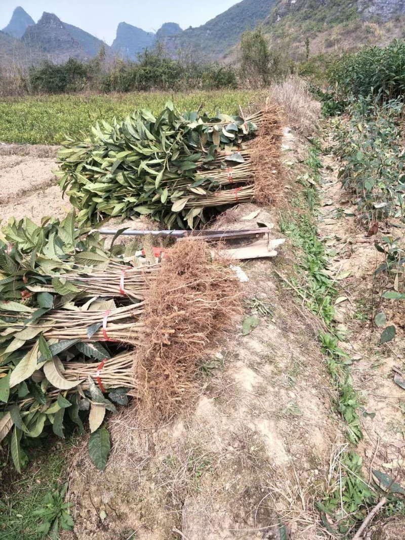 供应枇杷实生苗占地拆迁赔青种枇杷苗，一年生二年生枇杷苗