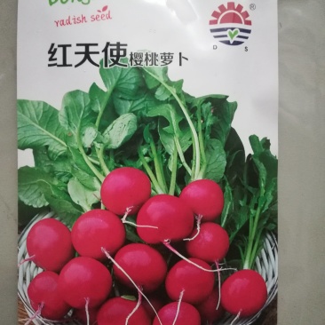 特级樱桃萝卜种子35天可以收获易种好管理