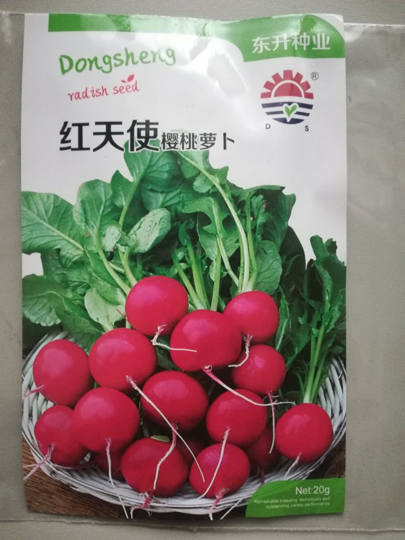 特级樱桃萝卜种子35天可以收获易种好管理