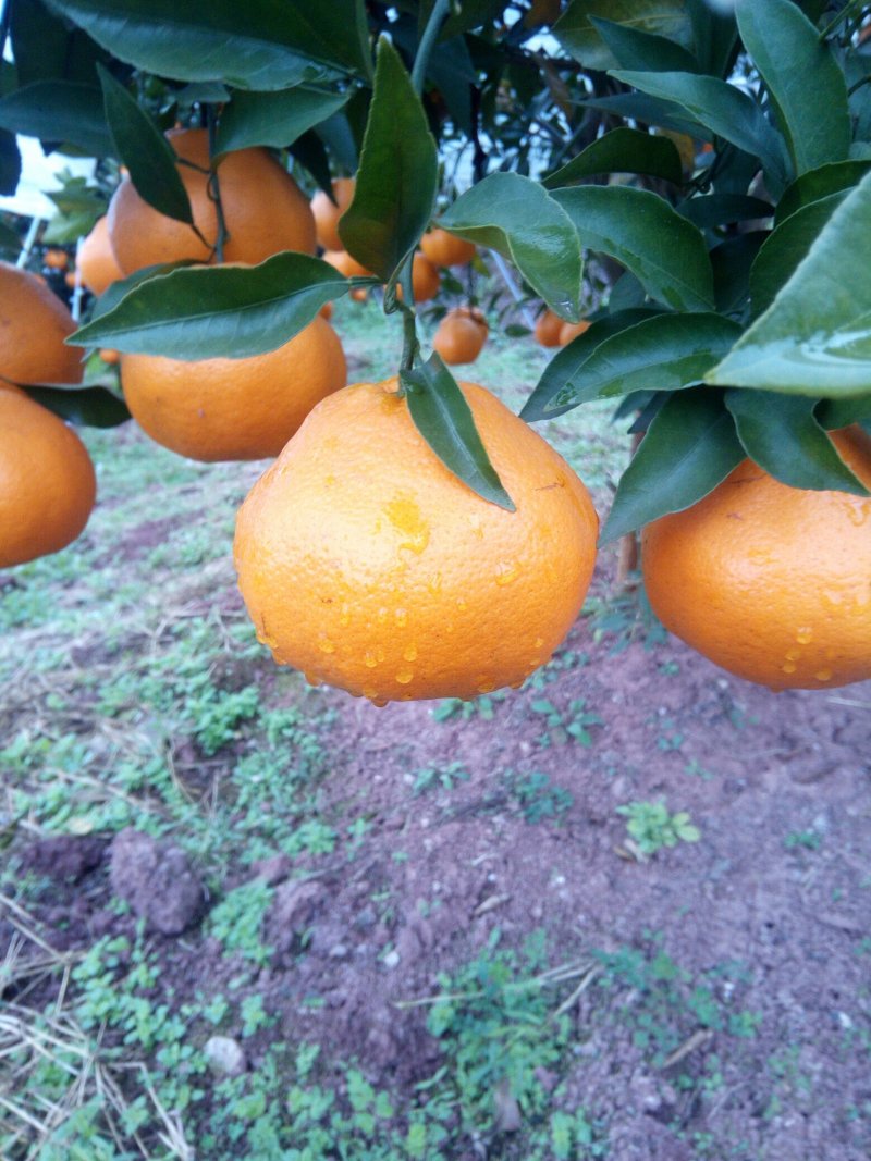 春见柑桔