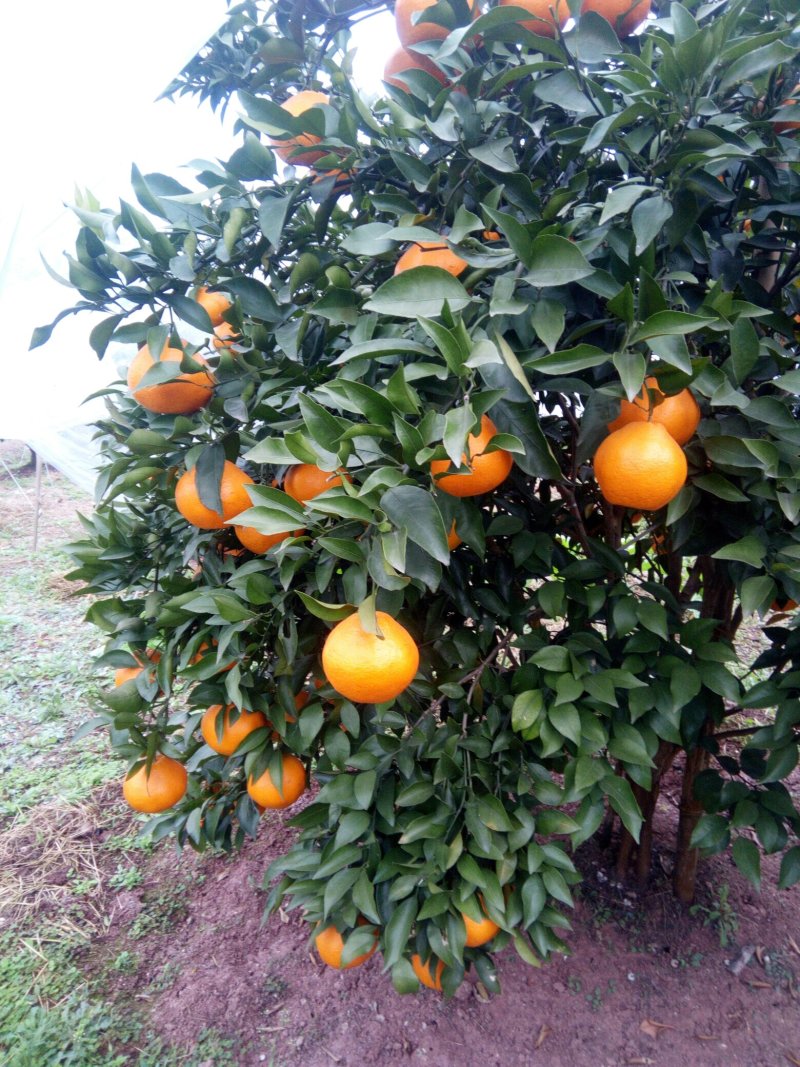 春见柑桔
