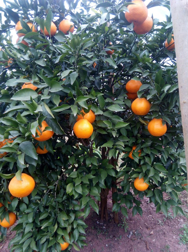 春见柑桔