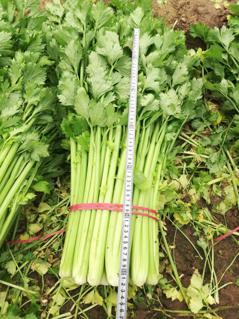 芹菜，小棵芹菜大量出售，地址安徽省砀山县。