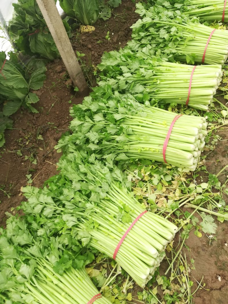 芹菜，小棵芹菜大量出售，地址安徽省砀山县。