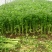 芹菜，小棵芹菜大量出售，地址安徽省砀山县。