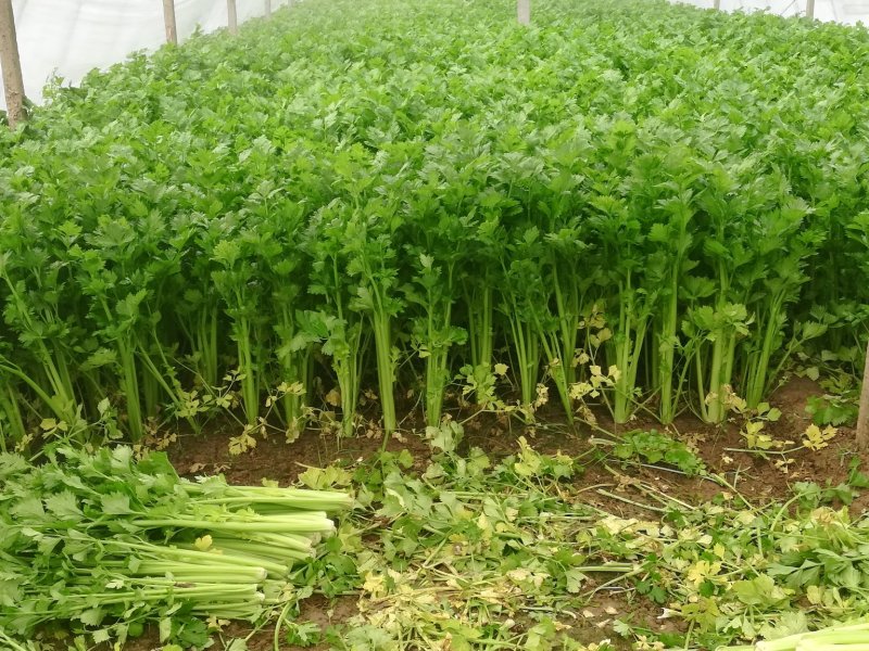 芹菜，小棵芹菜大量出售，地址安徽省砀山县。