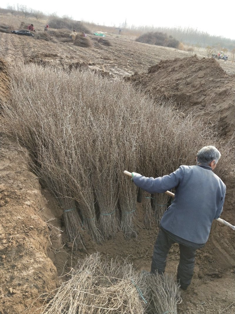 杜梨苗.2cm以上杜梨小苗，已起苗埋好随要随发货想要联系