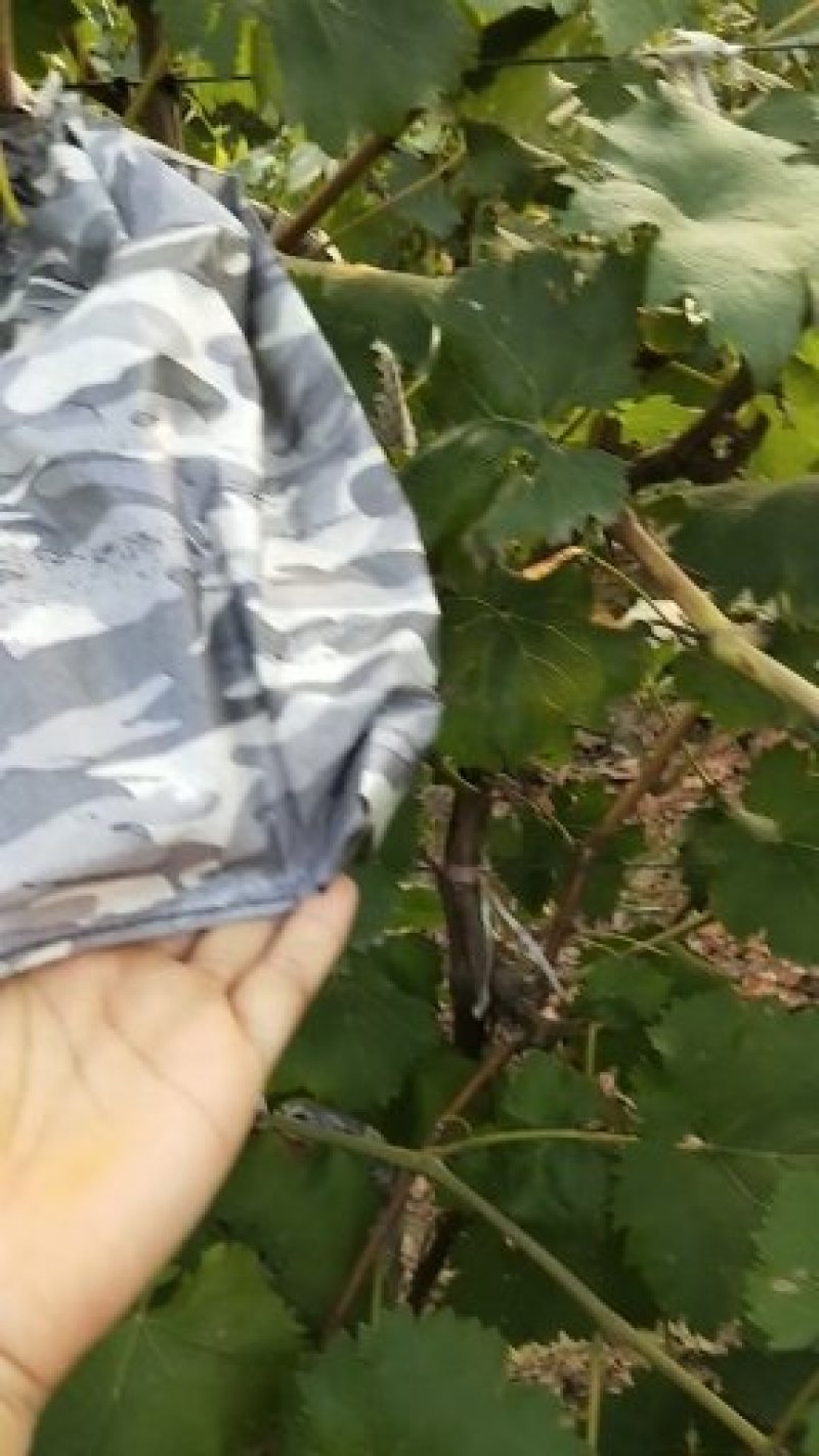 草莓袋桃子套袋葡萄套袋梨子套袋苹果套袋子