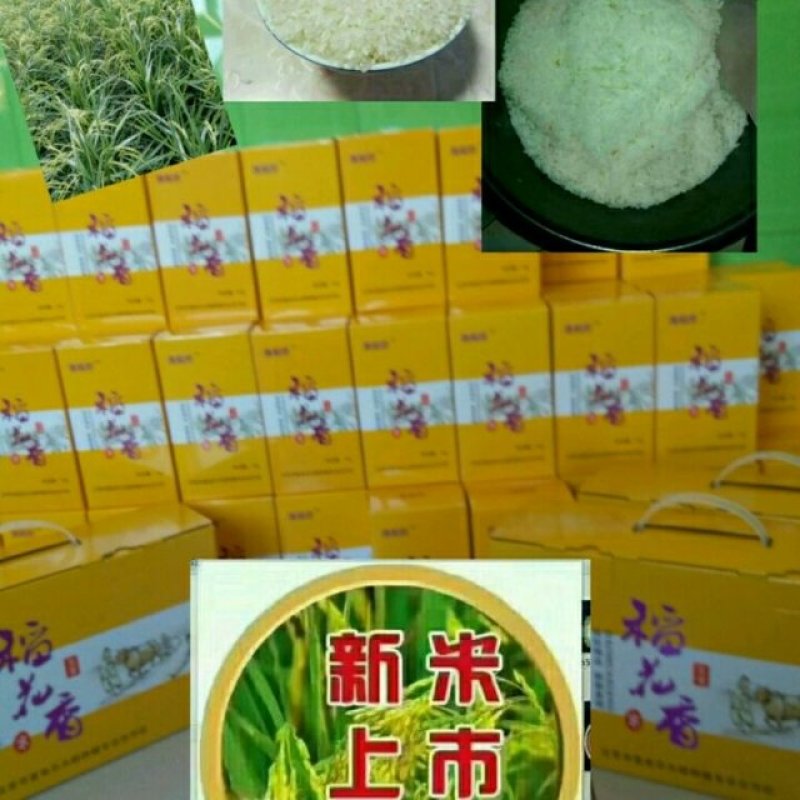 原产地，原生态，五常稻花香米。五常市喜来乐水稻种植专业合