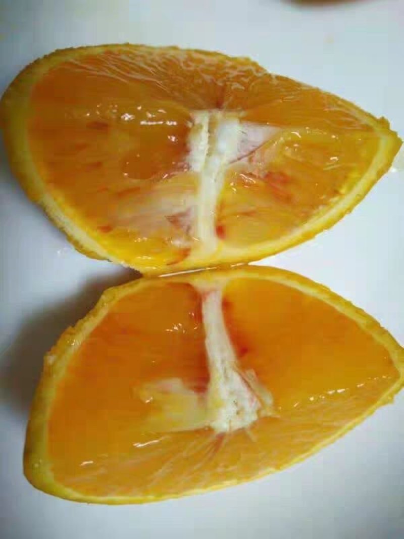 资中塔罗科血橙一件代发