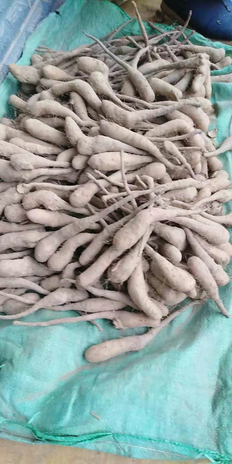 山药苗，山药种子，山药豆苗，山药嘴子