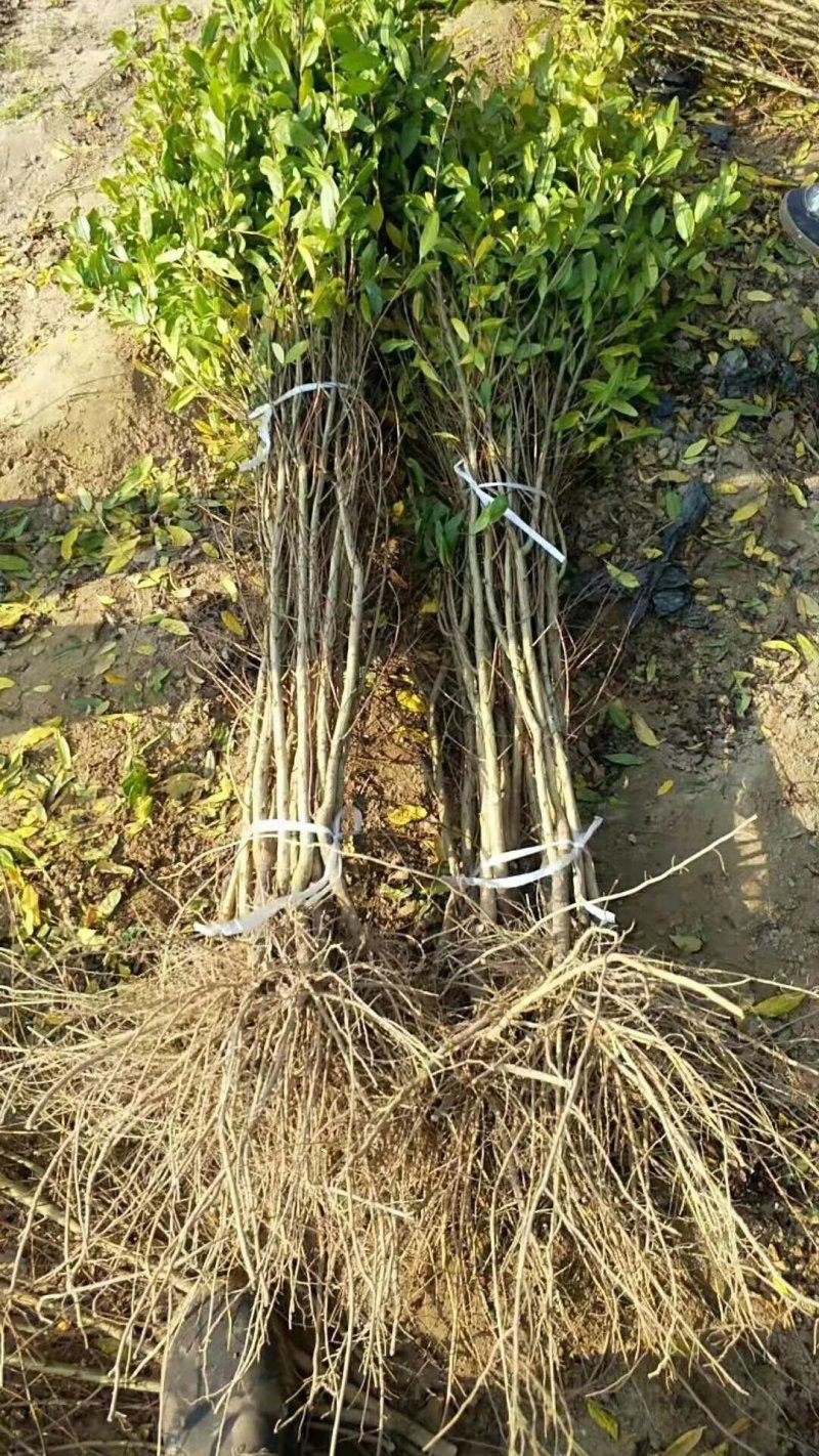 软籽石榴树苗，软籽石榴树大量上市免费技术指导包成活率