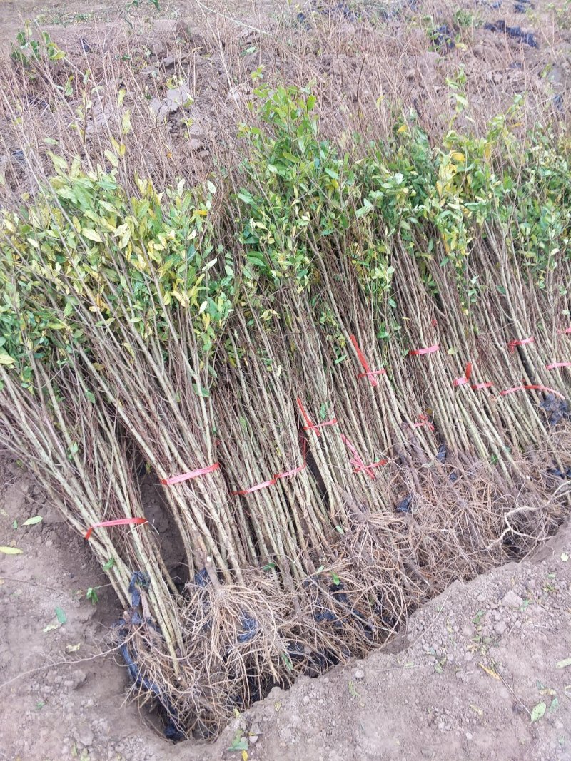 软籽石榴树苗，软籽石榴树大量上市免费技术指导包成活率
