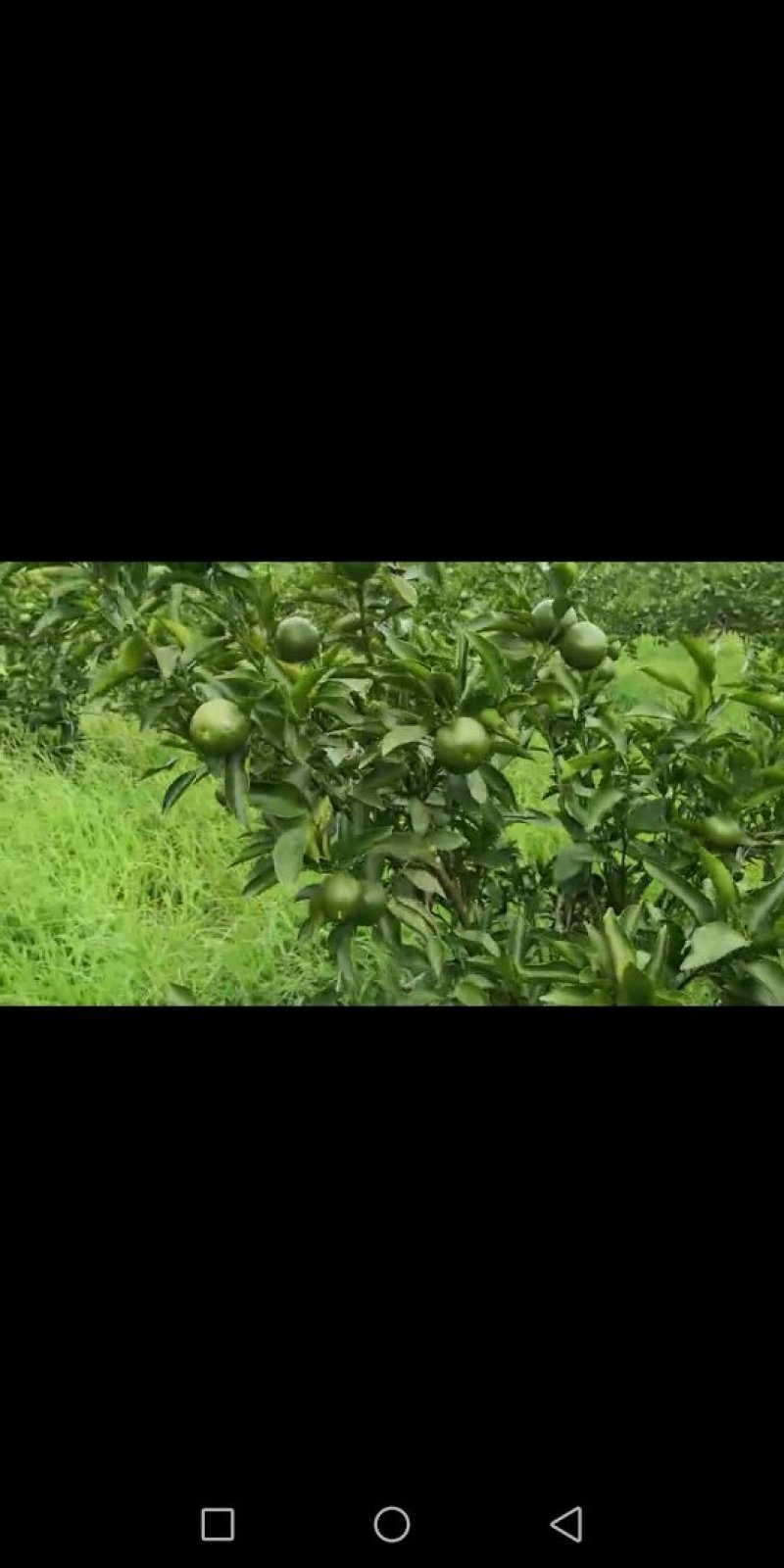 十大名果之一大雅柑已成熟，来宾红河红农场欢迎老板们前来采
