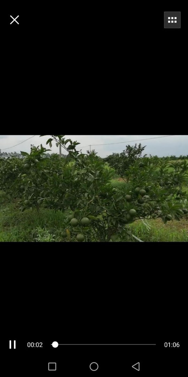 十大名果之一大雅柑已成熟，来宾红河红农场欢迎老板们前来采