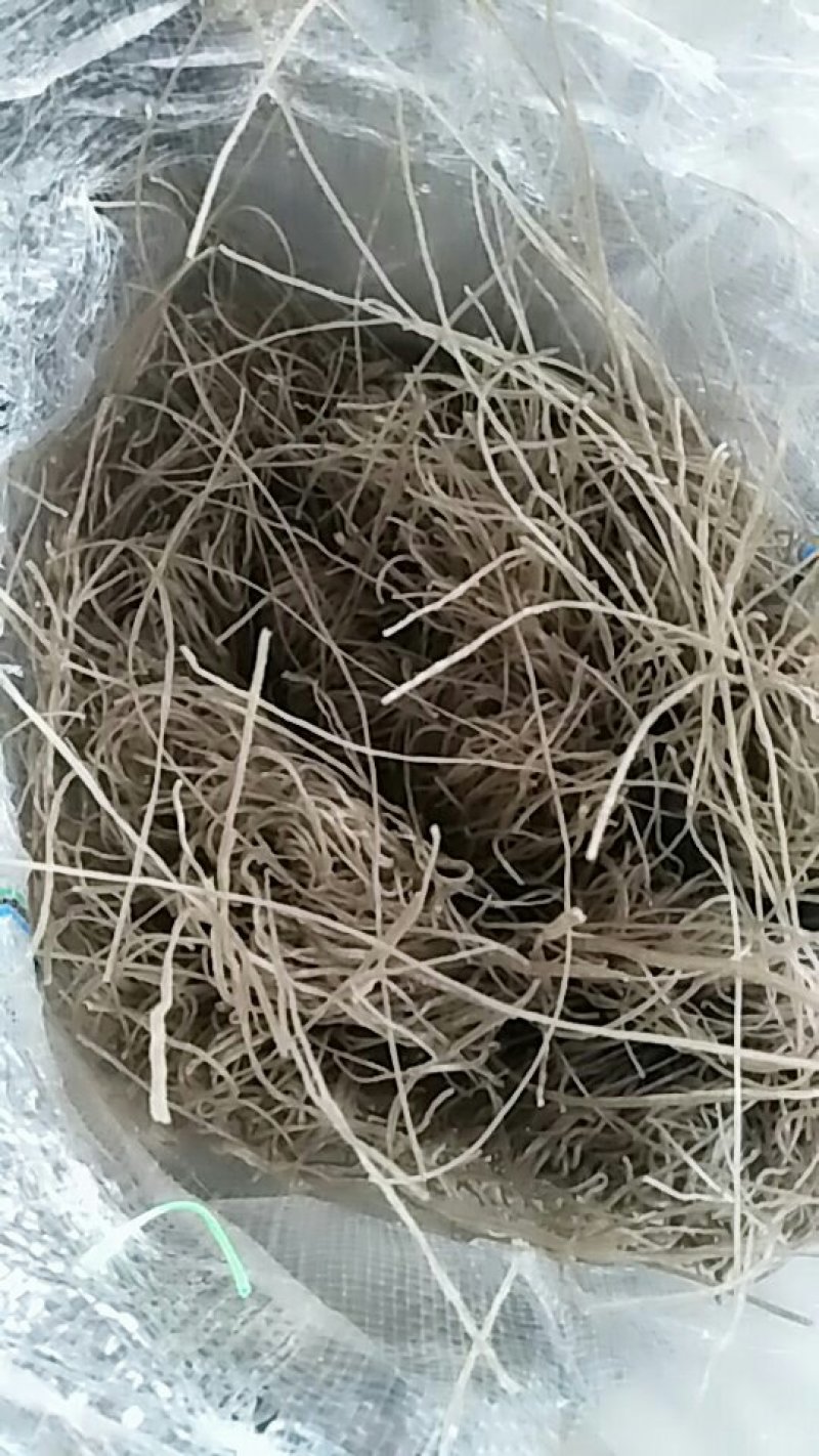 刘井纯红薯粉丝
