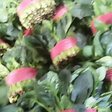 大叶菠菜